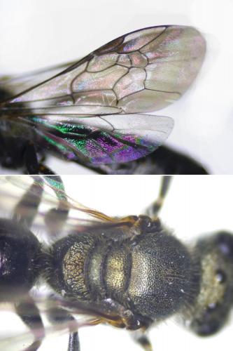 Lasioglossum morio